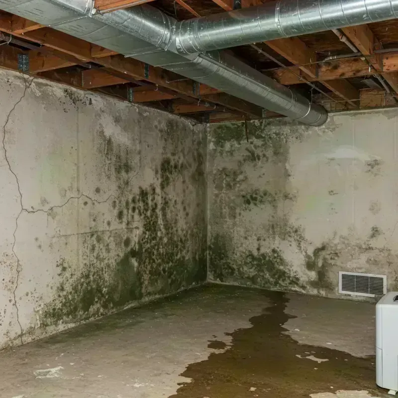 Professional Mold Removal in Marceline, MO